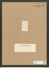 Diatomeae indet. Zeichnungen Sammlung Grunow Nr. 3293 (NHMW-BOT-W0370779)